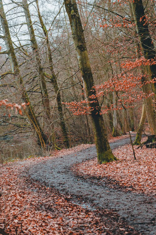 a road with trees.