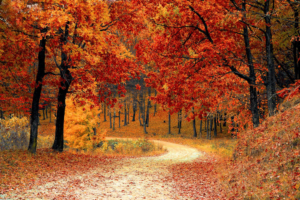 trees with orange foliage.