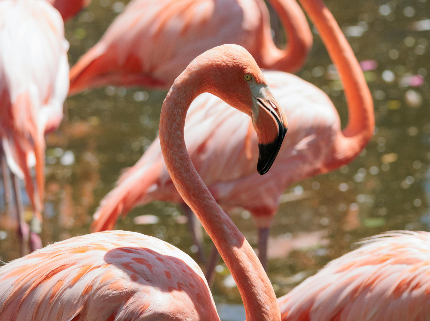 A flamingo in a zoo in Phoenix.