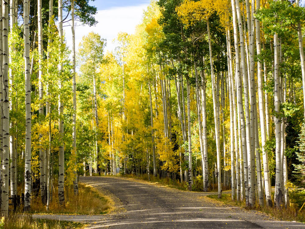 a road surrounded by trees.