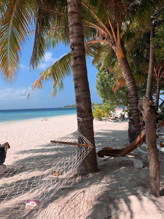 A hammock tied between two coconut trees