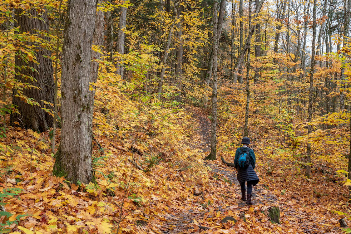 a person visiting the woods.