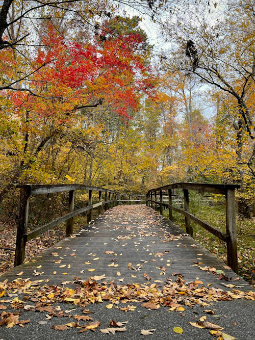 a road with autumn leaves.