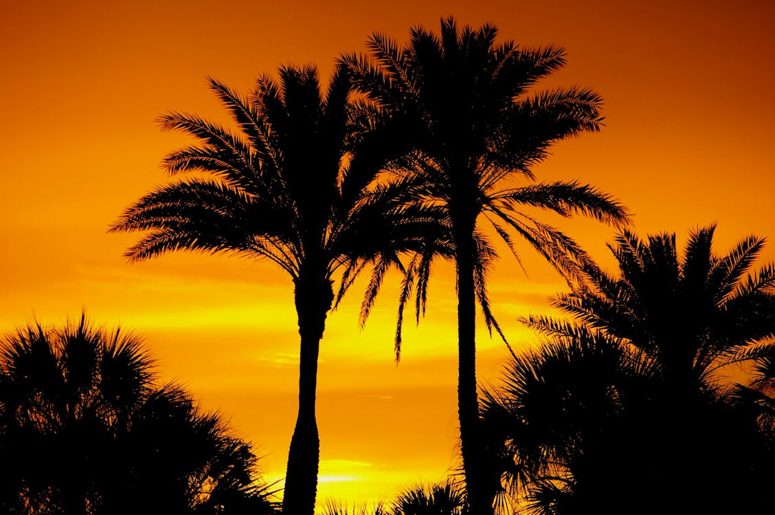 silhouette of palm trees.