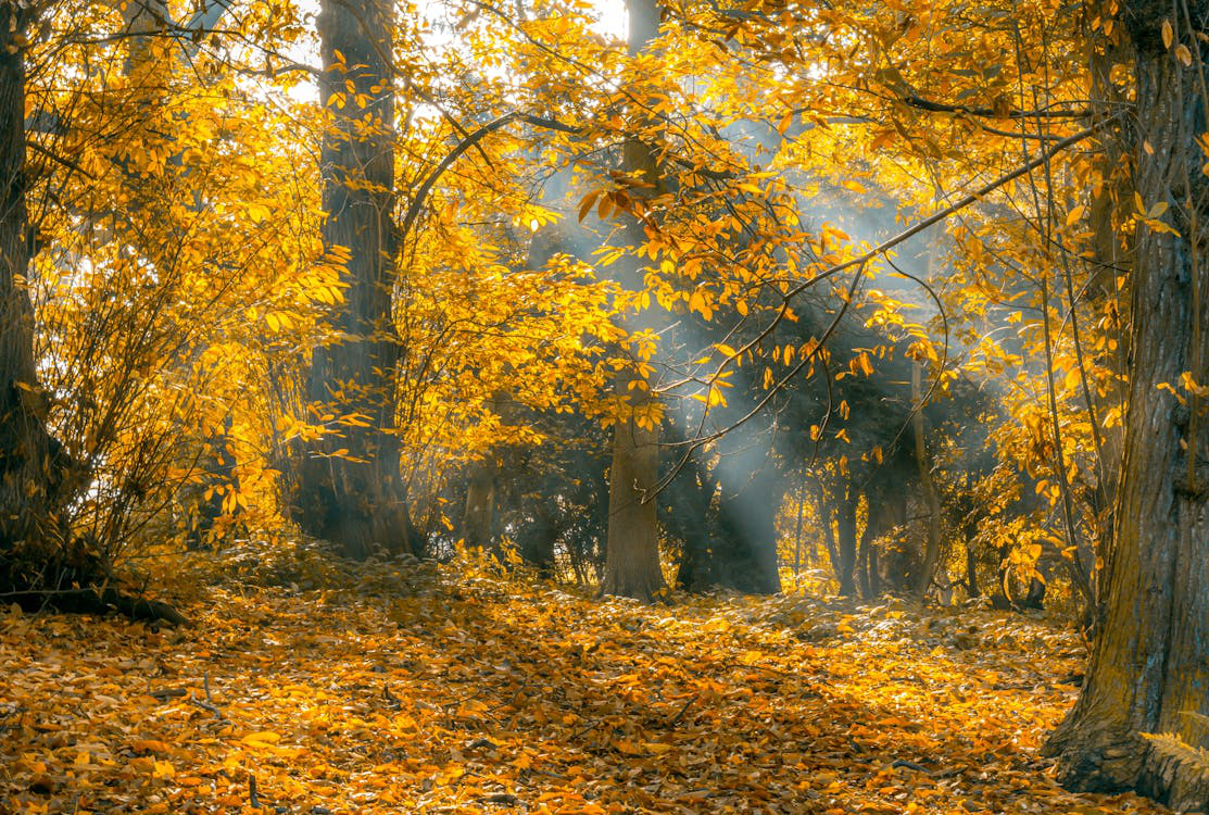 an outdoor space with tall trees in the fall.