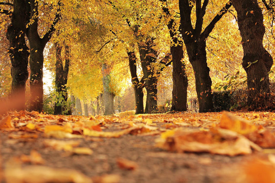 a road lined with trees.